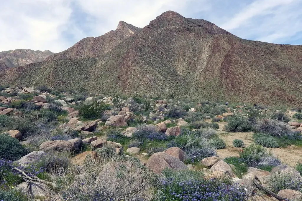 Borrego palm canyon wildflowers