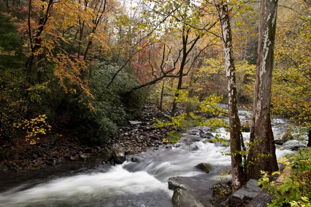 Great smoky mountains stream