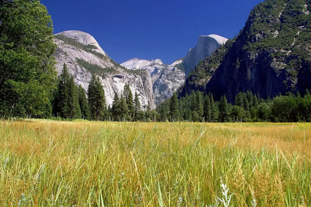 Yosemite valley half dome meadow