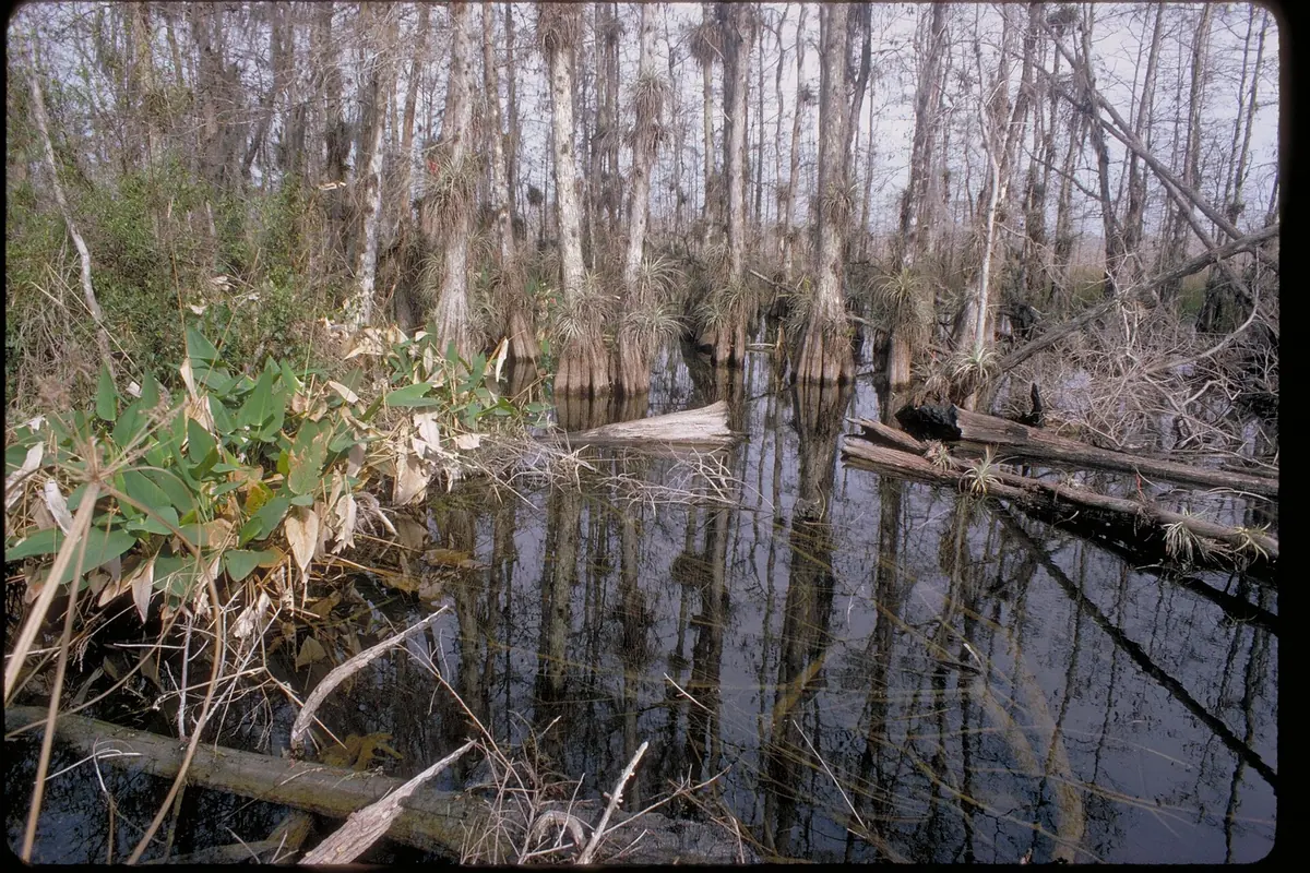 Cypress trees standing in dark swamp water at Big Cypress National Preserve