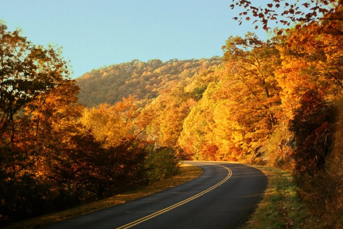Fall color along a curve of the Blue Ridge Parkway