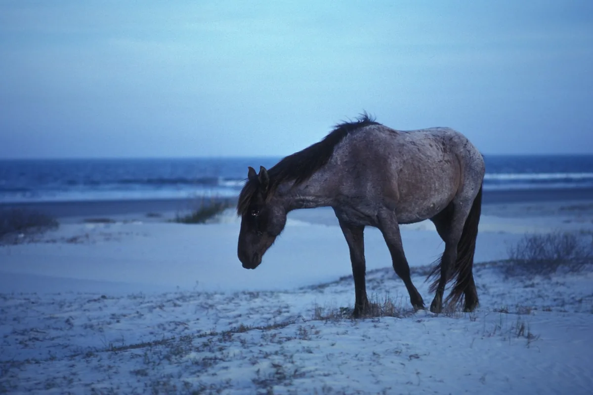 A wild horse grazing on the beach at Cumberland Island