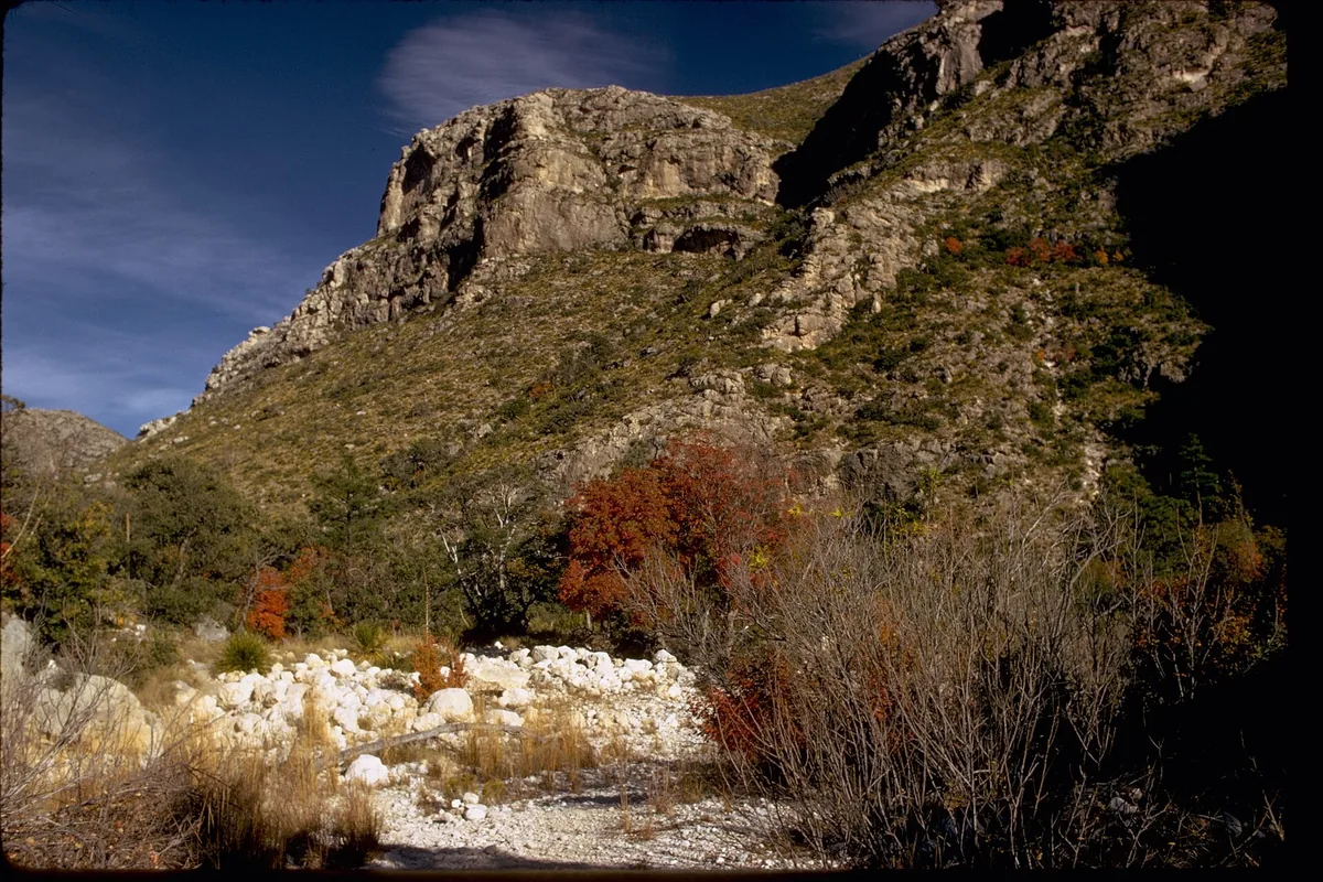 Autumn trees in a rocky canyon below limestone walls at Guadalupe Mountains National Park