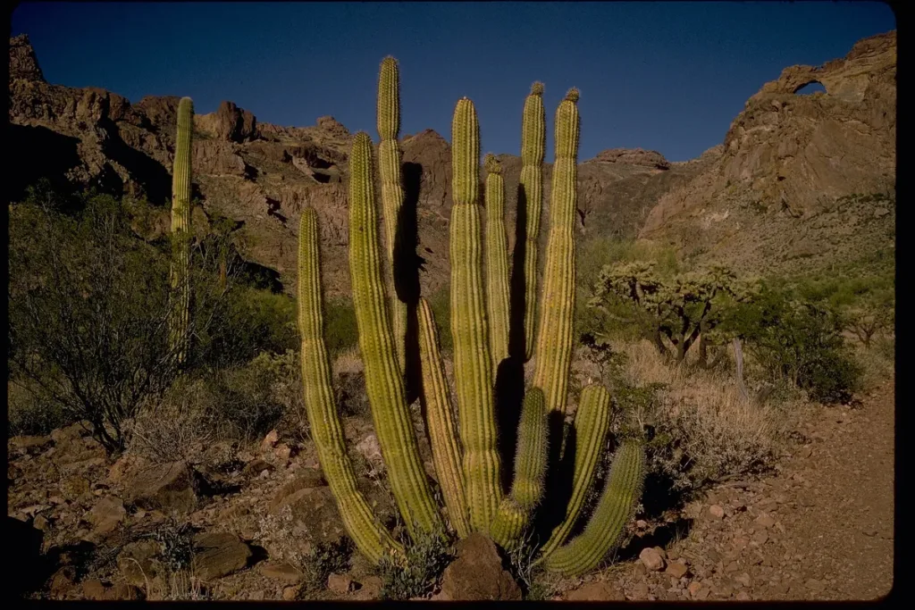 Organ pipe desert nights