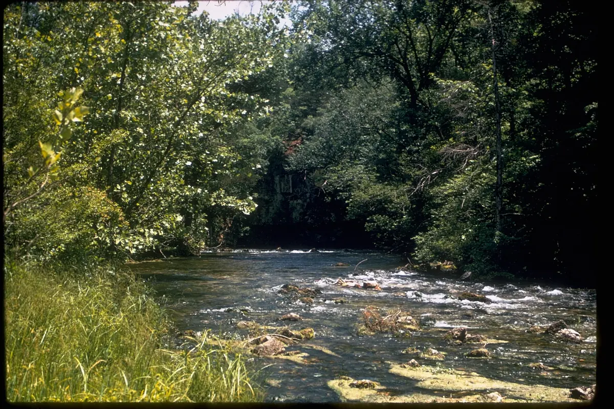 A clear river moving through green forest at Ozark National Scenic Riverways