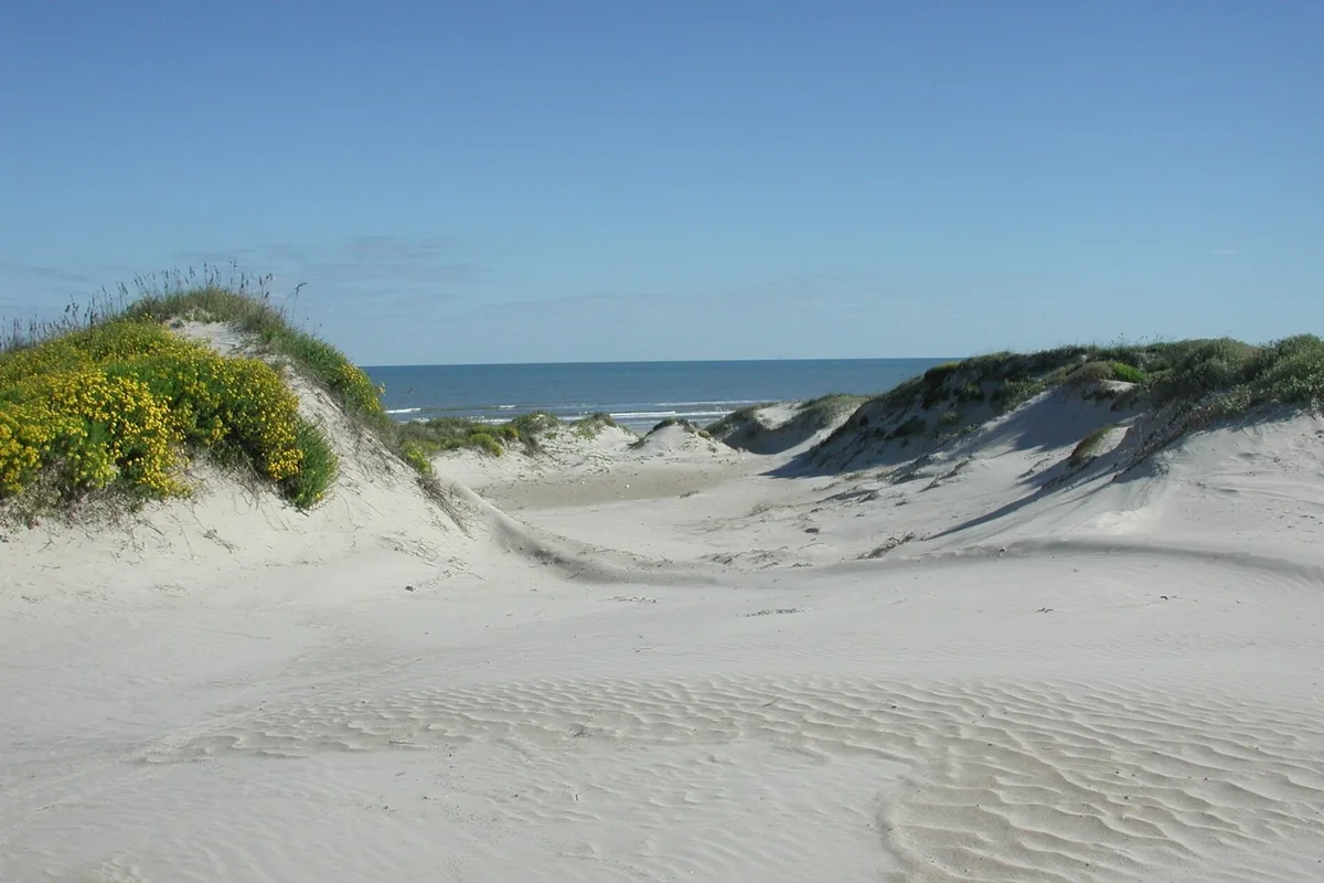 Sand dunes and beach plants leading to the Gulf at Padre Island National Seashore