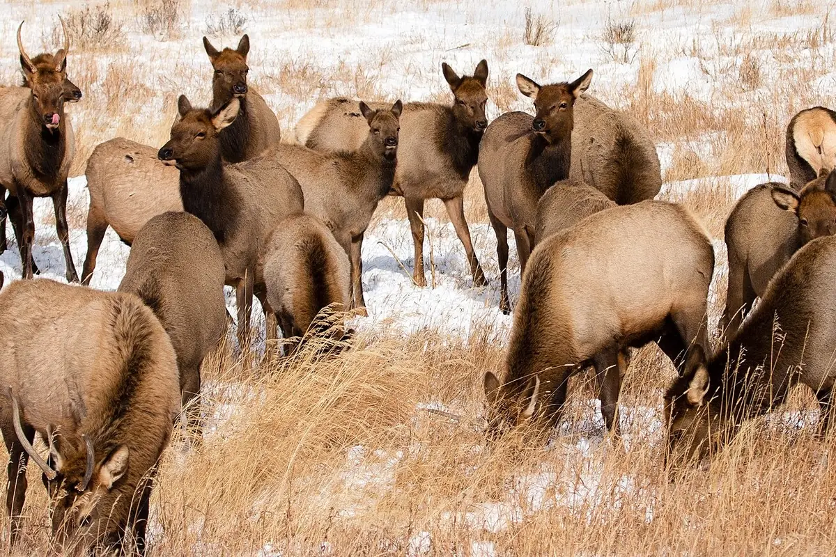 Elk herd grazing in snow-dusted grass in Rocky Mountain National Park