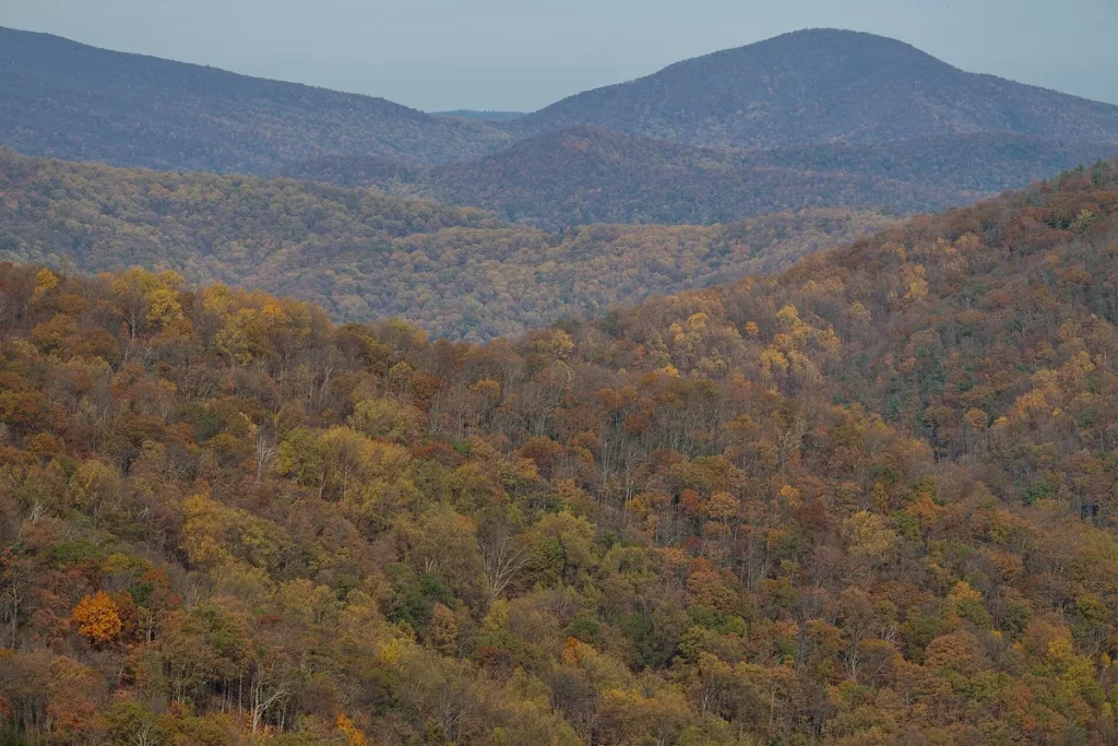 Shenandoah cold nights